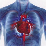 Инфаркт миокарда – от чего происходит, чем лечат, как предупредить