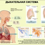 Стимулирующая терапия при заболеваниях органов дыхания