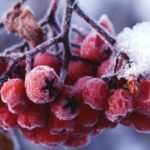 Зимнее питание: что необходимо и полезно в холодное время года