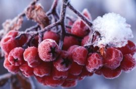 Зимнее питание что необходимо и полезно в холодное время года