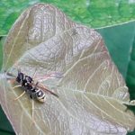 Что поможет от укусов насекомых
