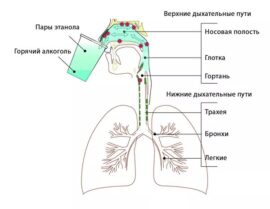 Наглядная иллюстрация дезинфекции парами этанола по методу, предложенному Шинтаке