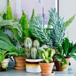 Пересаживаем комнатные растения