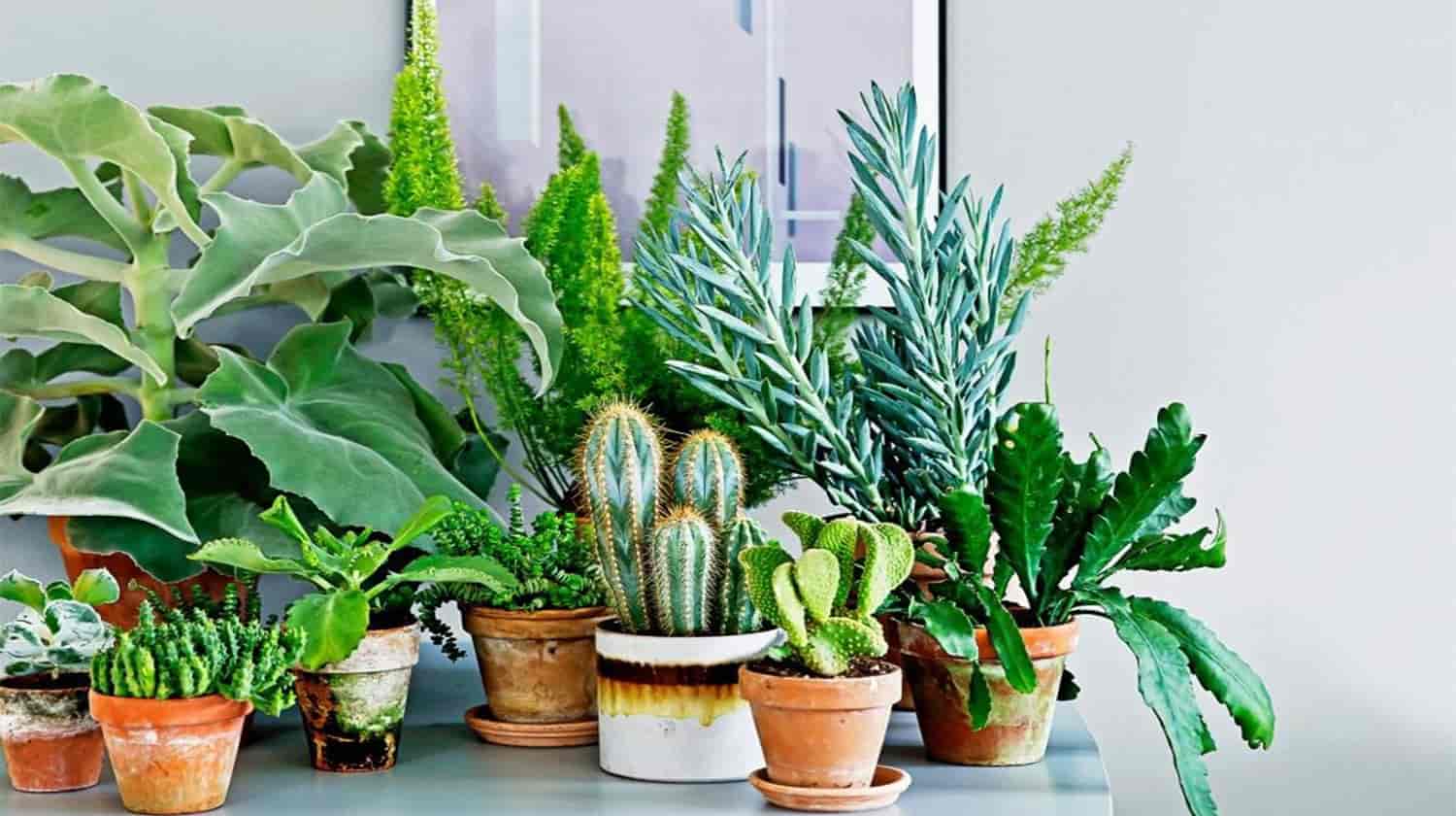 комнатные растения